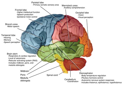 The Locations and Functions of the Cerebral Lobes, Diencephalon, Cerebellum, and Brain Stem