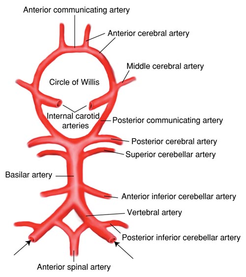 Major Arteries of the Brain