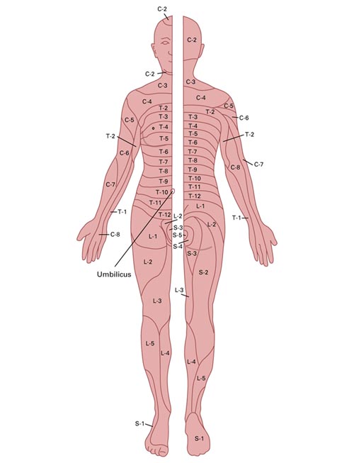 Anterior and Posterior Dermatomal Distributions