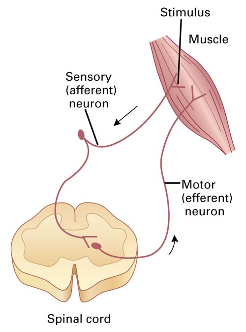 Monosynaptic Reflex Arc