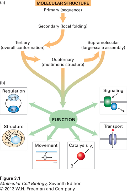 Overview of protein structure and function