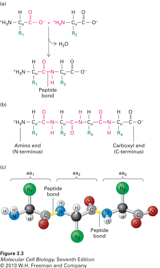 Structure of a polypeptide