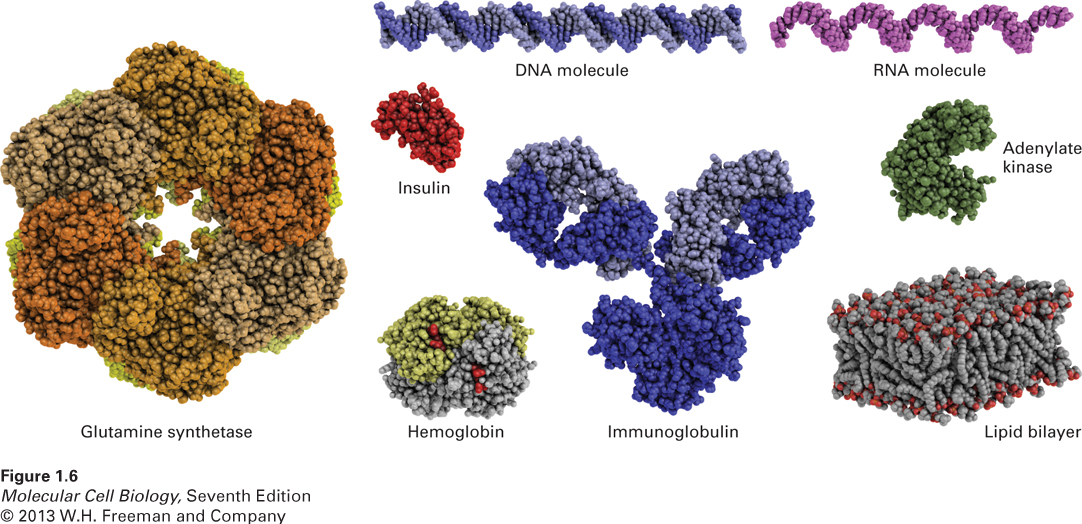 Models of some representative proteins drawn to a common scale