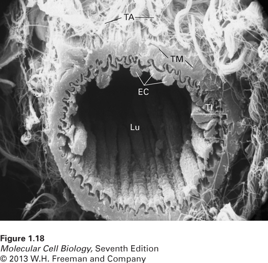 All organs are organized arrangements of various tissues