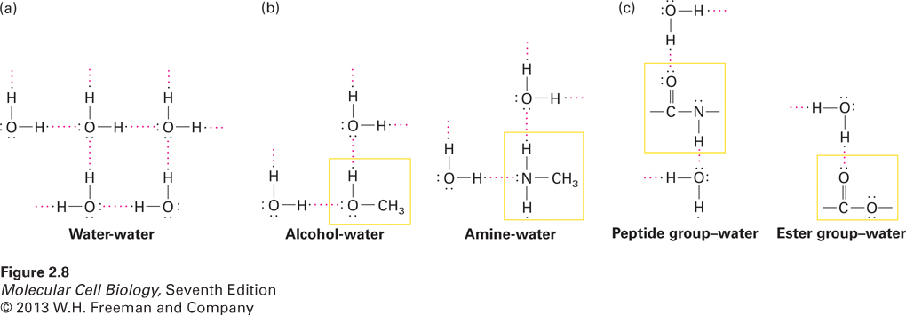 Hydrogen bonding of water with itself and with other compounds