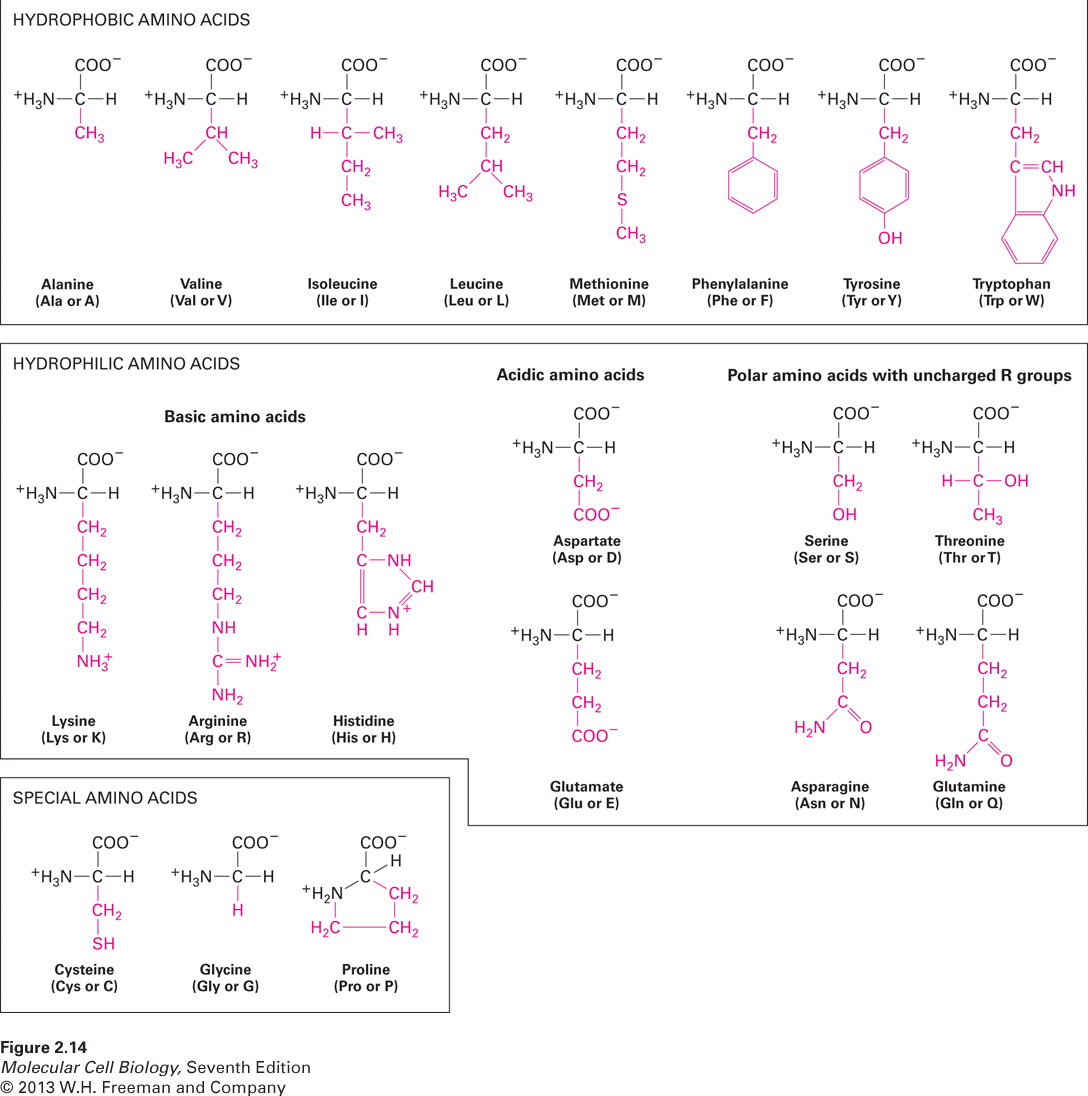 The 20 common amino acids used to build proteins