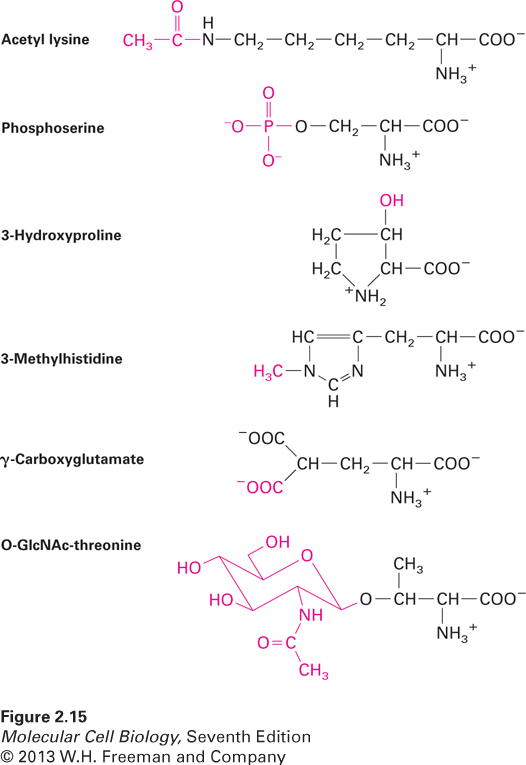 Common modifications of amino acid side chains in proteins