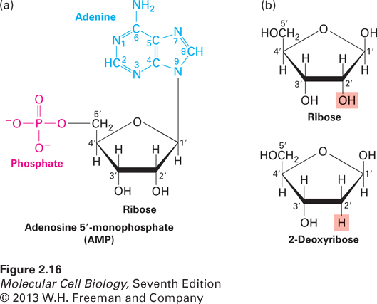 Common structure of nucleotides