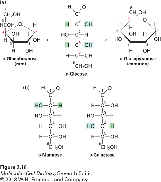 Chemical structures of hexoses