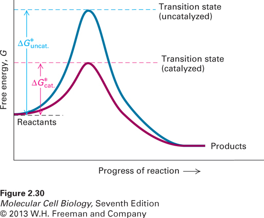 Activation energy of uncatalyzed and catalyzed chemical reactions