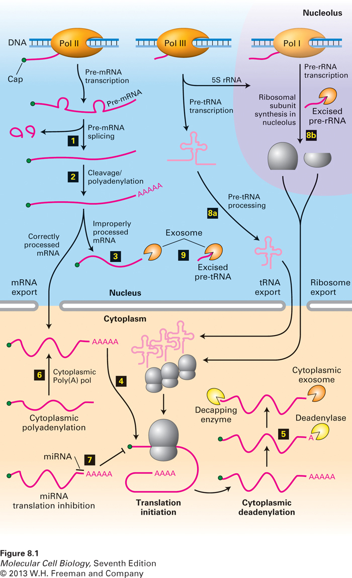 Overview of RNA processing and posttranscriptional gene control