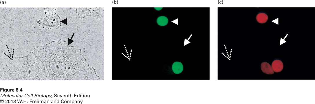 Human hnRNP A1 protein can cycle in and out of the cytoplasm, but human hnRNP C