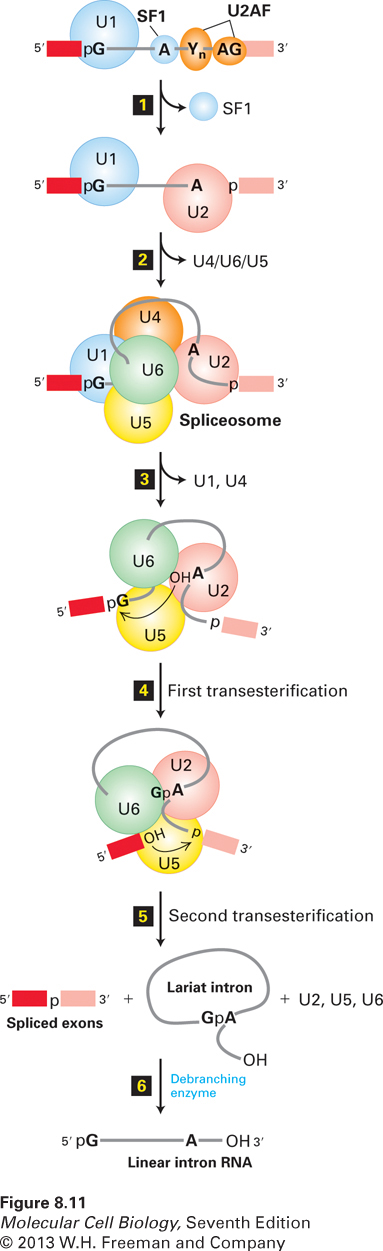 Model of spliceosome-mediated splicing of pre-mRNA