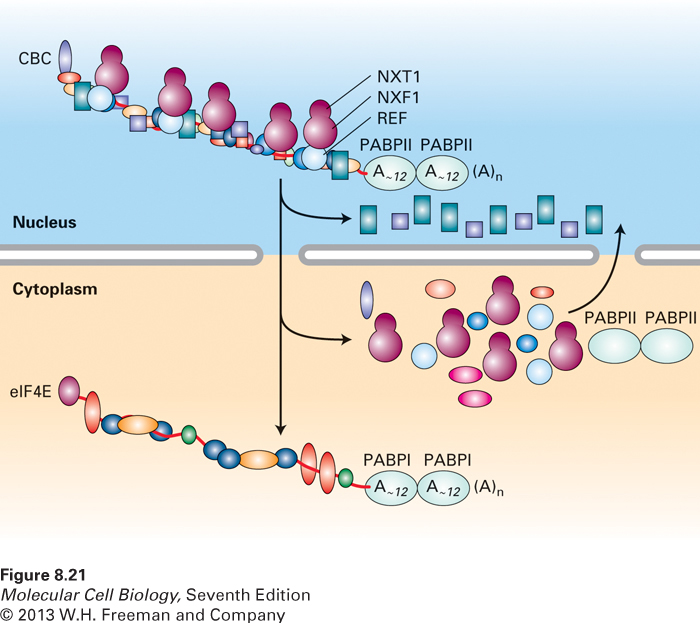 Remodeling of mRNPs during nuclear export