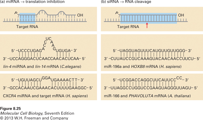 Base pairing with target RNAs distinguishes miRNA and siRNA