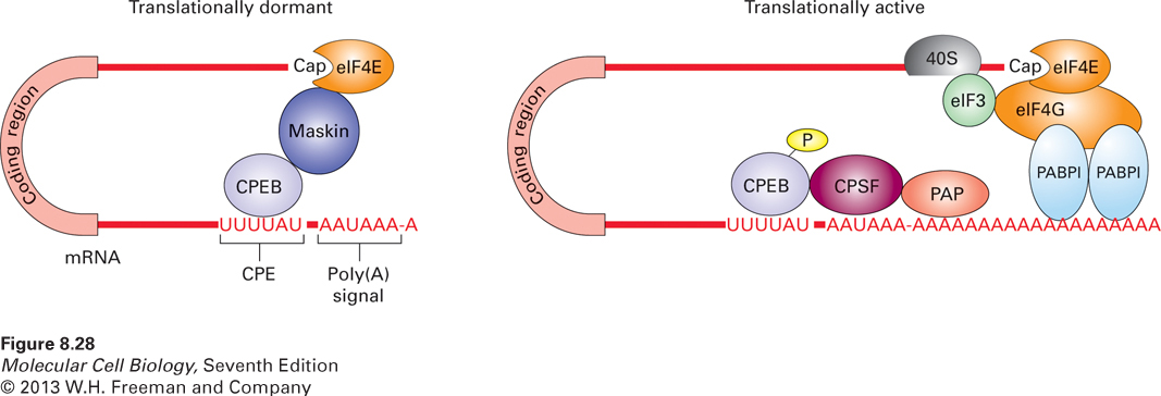 Model for control of cytoplasmic polyadenylation and translation initiation