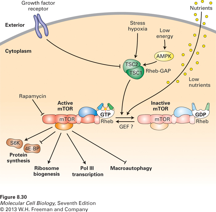 mTOR pathway