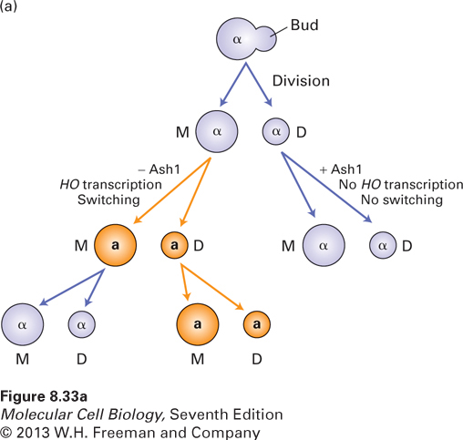 Switching of mating type in haploid yeast cells