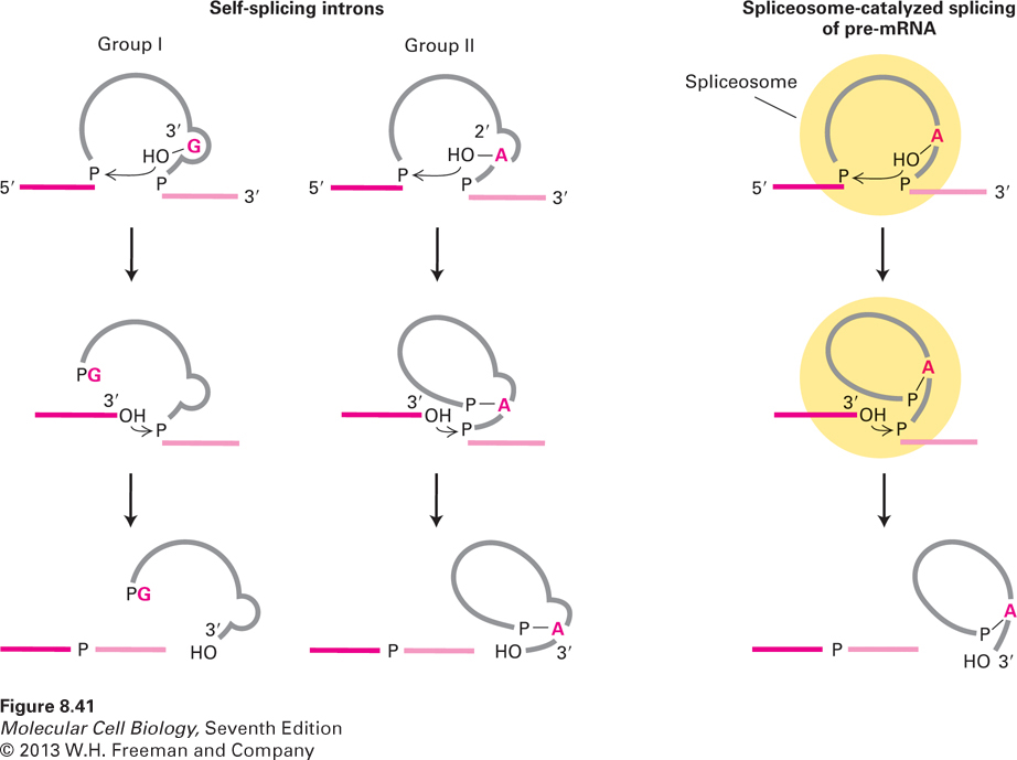 Splicing mechanisms in group I and group II self-splicing introns and spliceosom