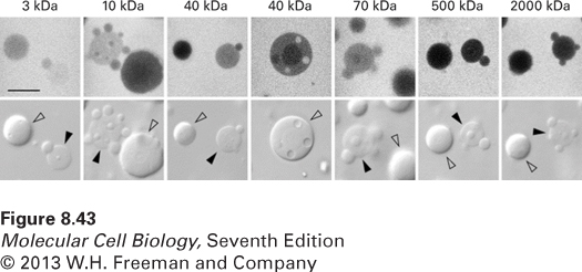 Nuclear bodies are differentially permeable to molecules in the bulk nucleoplasm