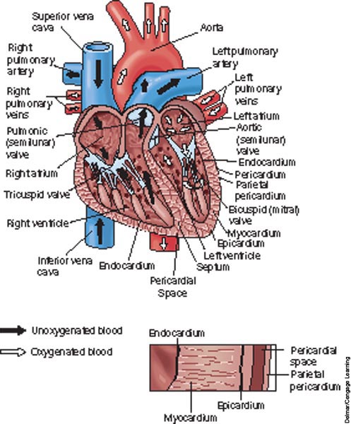 Internal view of the heart with aorta, vena cava, and pulmonary arteries and veins.