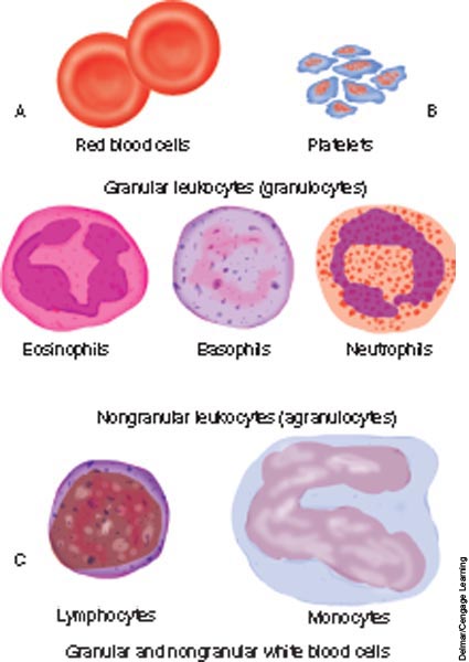 The cells in blood; A, red blood cells (erythrocytes); B, platelets (thrombocytes); C, white blood c