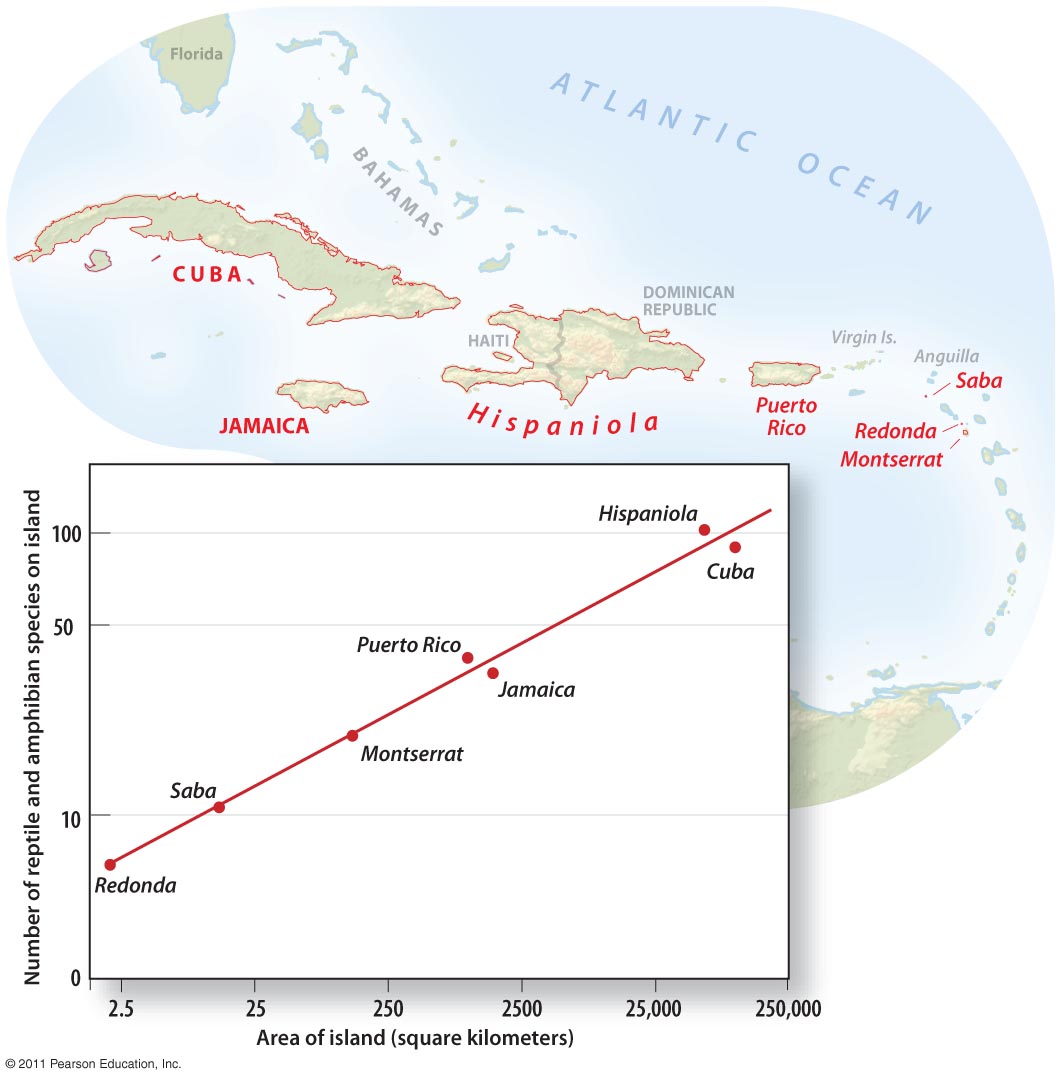 Biodiversity Depends on the Size of Habitat