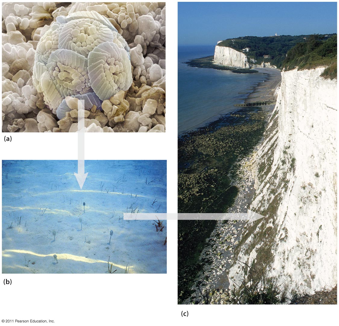 Calcium Carbonate, an Important Carbon Sink