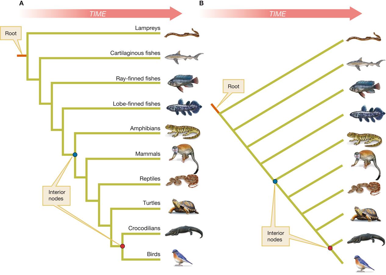 Two equivalent ways of drawing a phylogeny