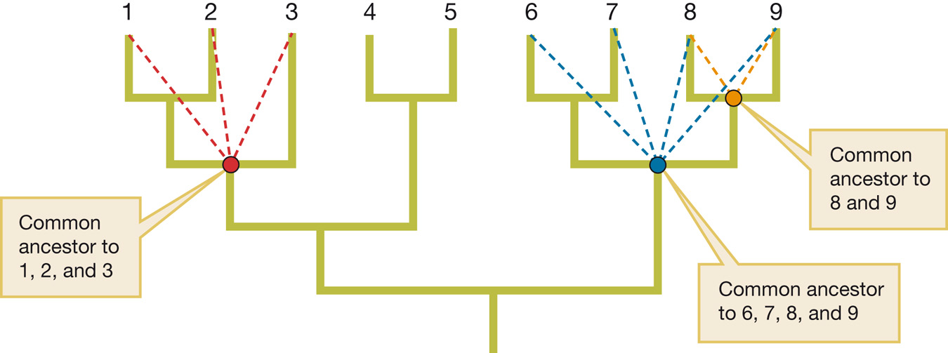 Interior nodes represent common ancestors