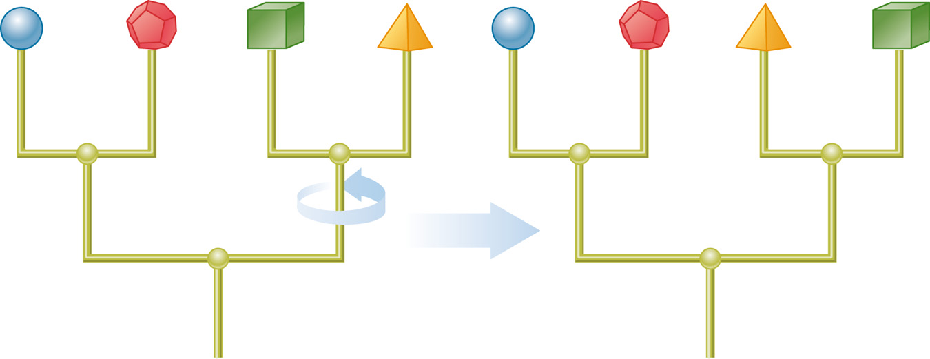 Rotating around any node leaves a phylogeny unchanged