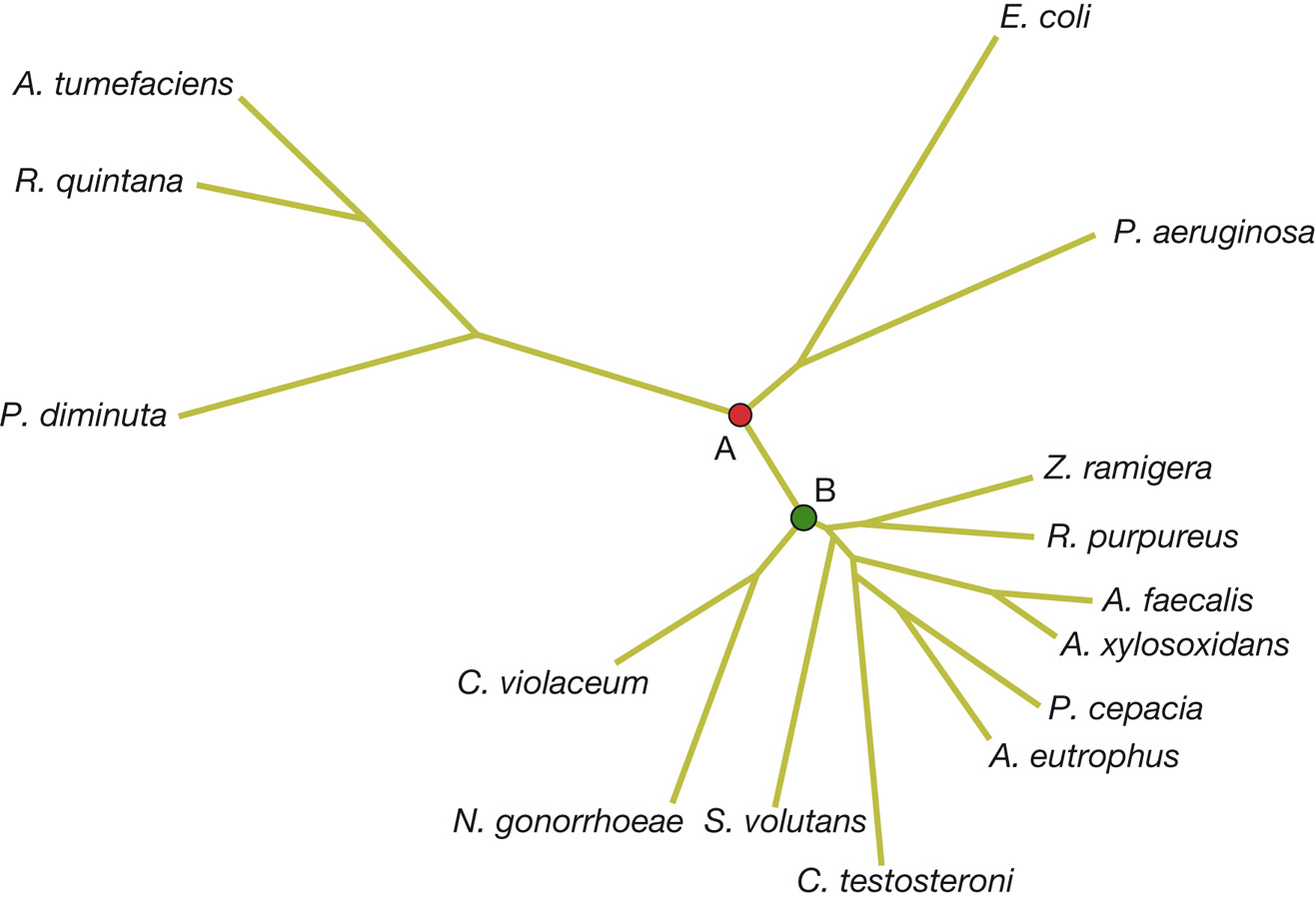 Unrooted tree of proteobacteria