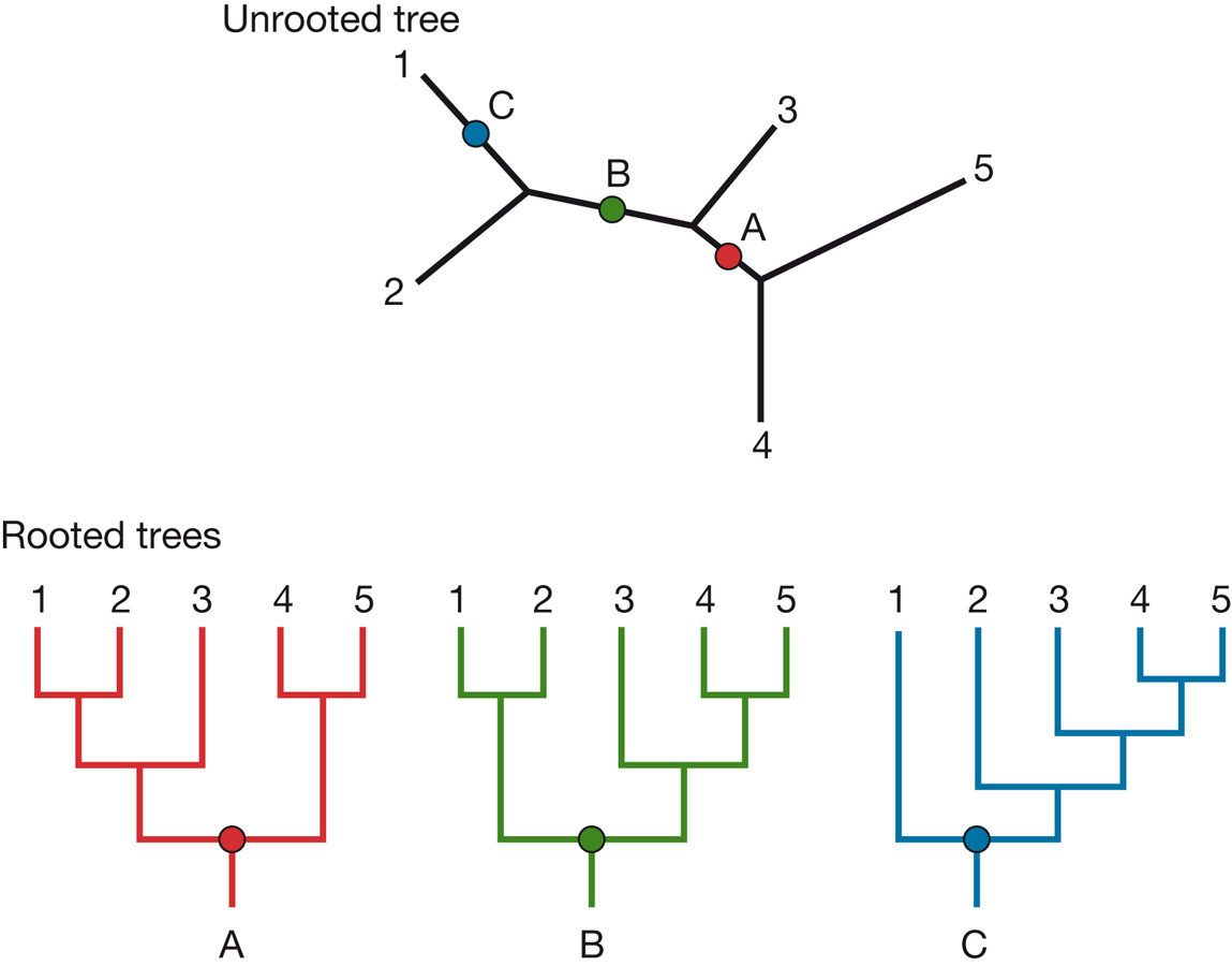 Rooted trees from unrooted trees