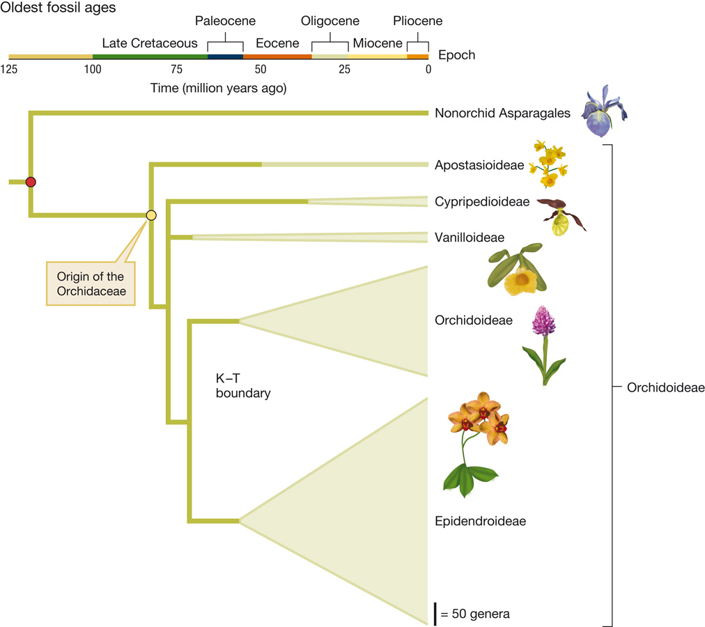 A chronogram indicates the timing of evolutionary events