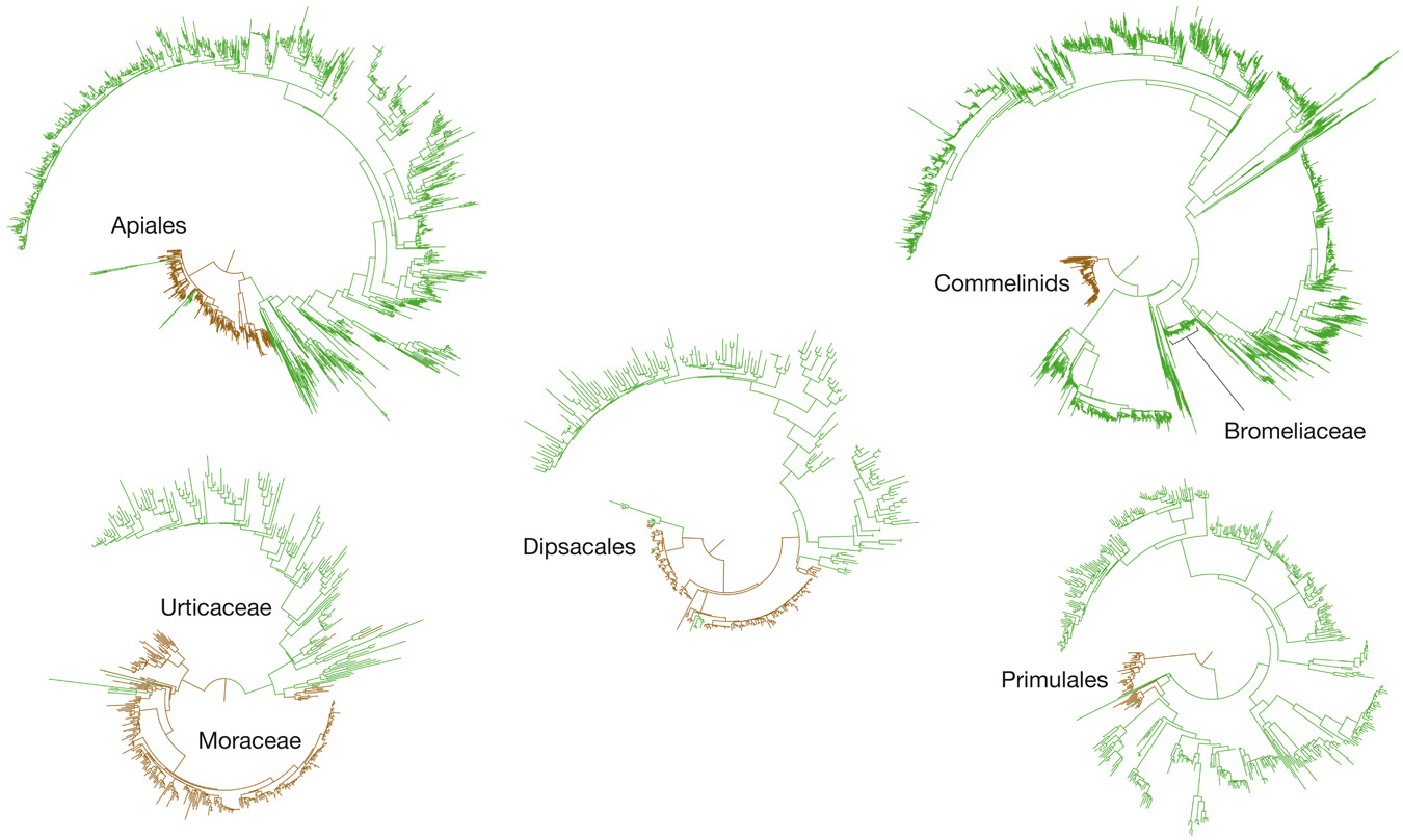 The rate of evolution in shortÃƒâ€šÃ‚Â­ and longÃƒâ€šÃ‚Â­lived plants