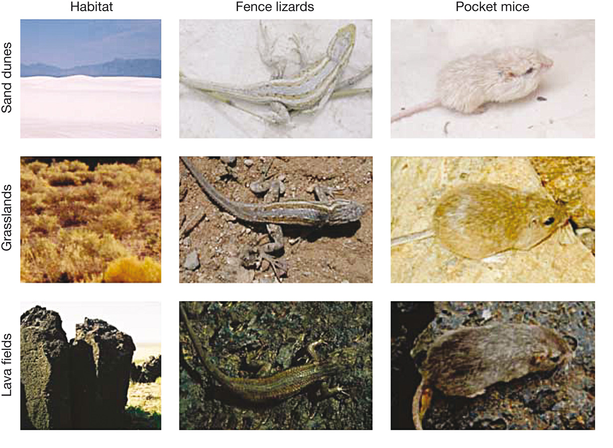 Convergent evolution for coloration