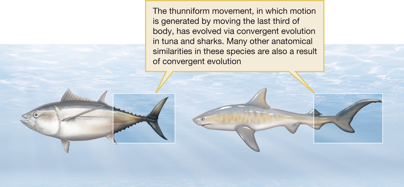 Convergent evolution in body forms