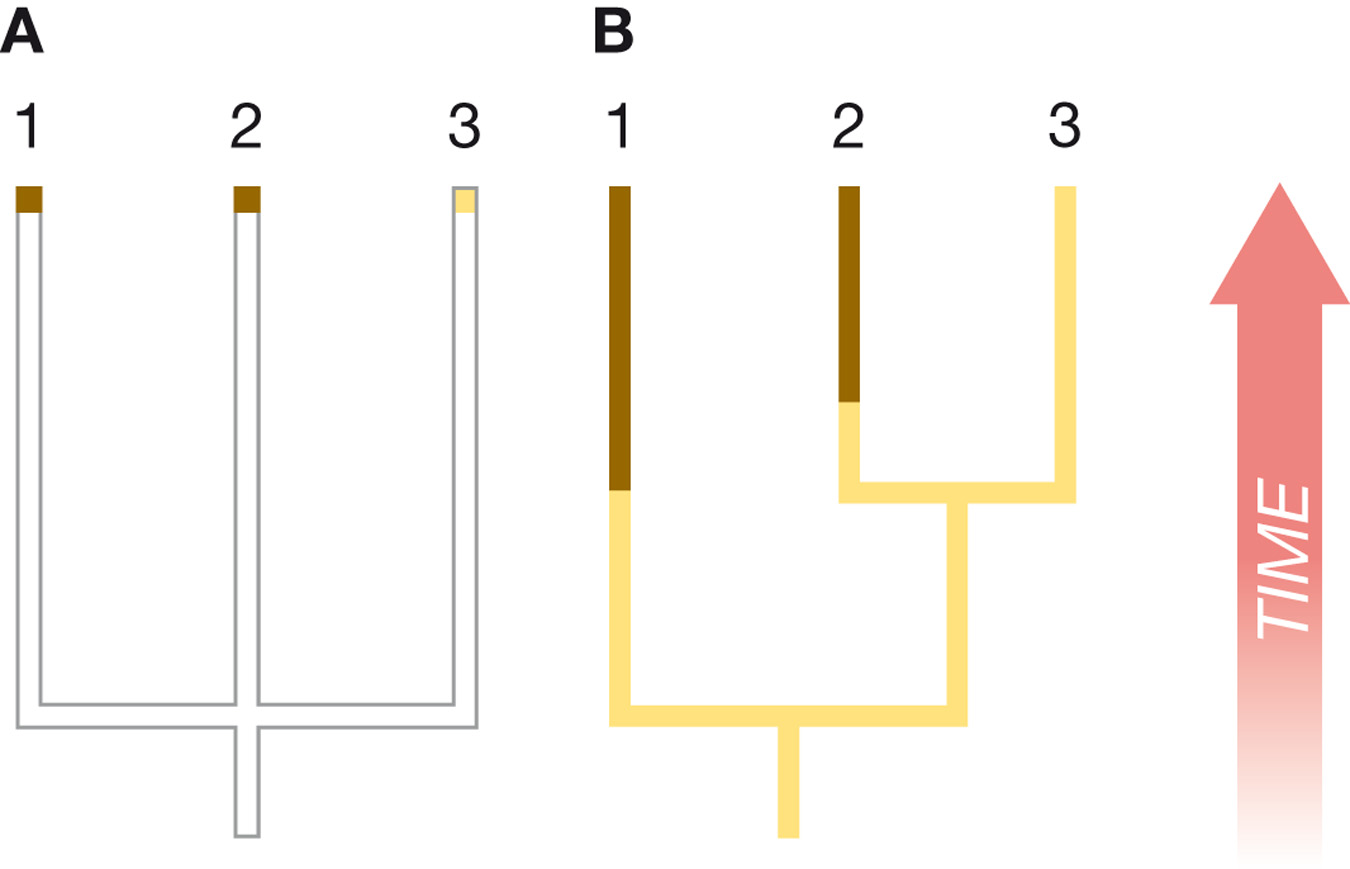 An example of homoplasy