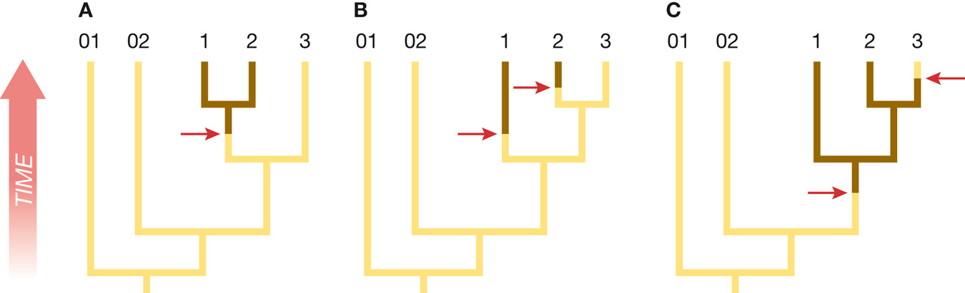 Case 1: The outgroups help resolve the polytomy