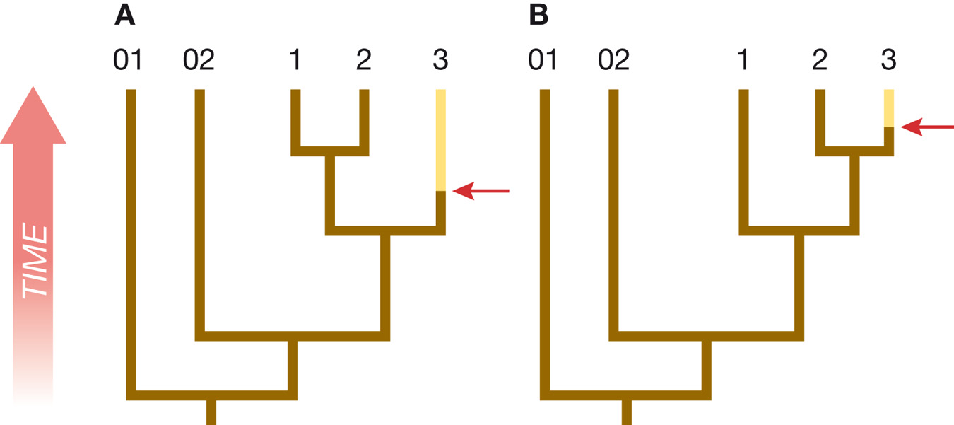 Case 2: The outgroups do not help resolve the polytomy