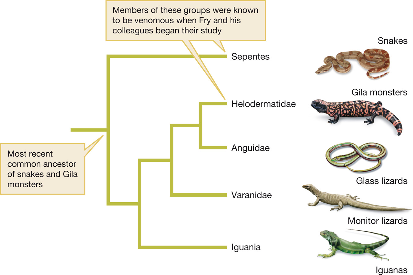 Venomousness as a homologous trait between snakes and Gila monsters