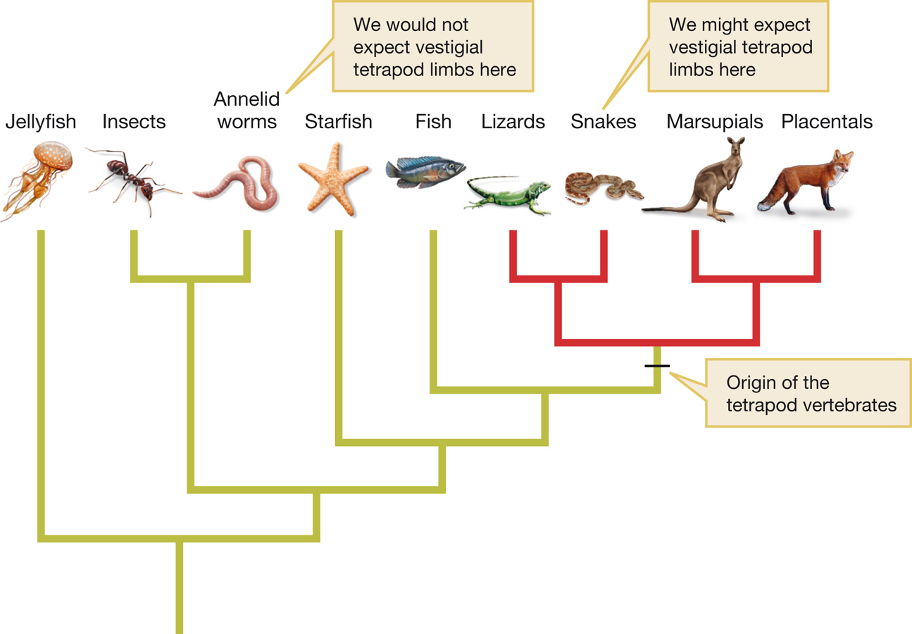 Common ancestry predicts where we should find vestigial limbs