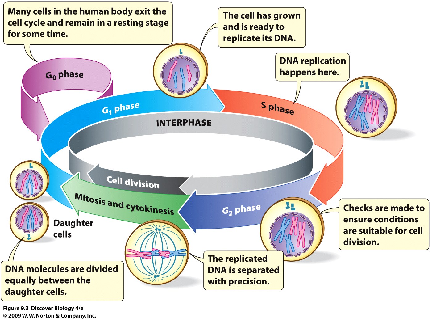 The Cell Cycle