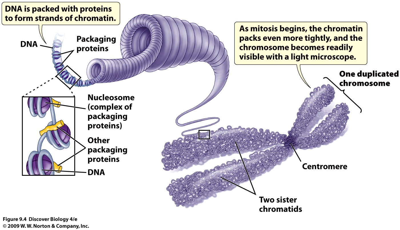 DNA Packaged as Chromosome