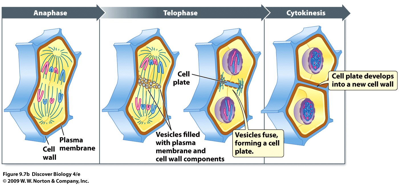 Mitosis five phases