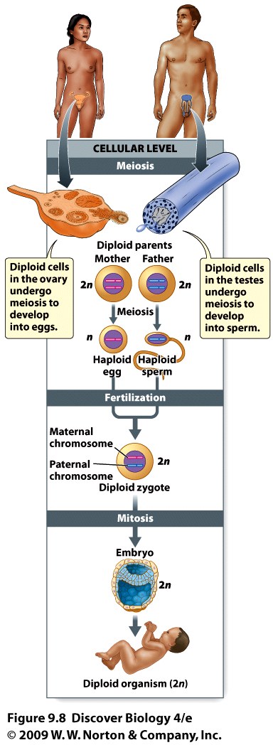 Meiosis