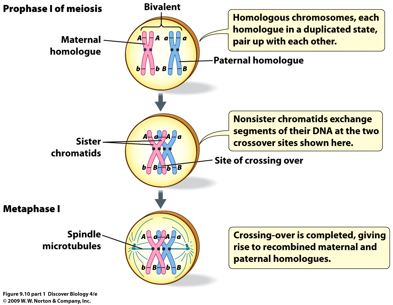 Prophase I of Mitosis and Metaphase I