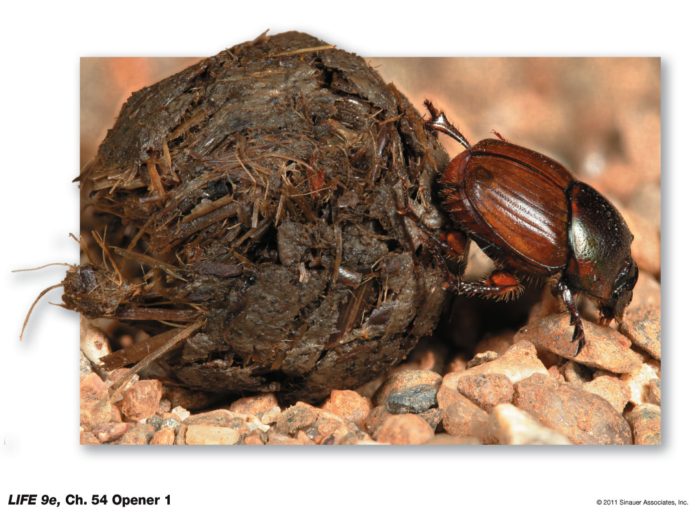 Onthophagus gazella in Australia