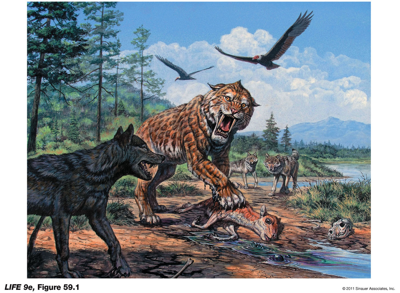 Extinct North American Megafauna