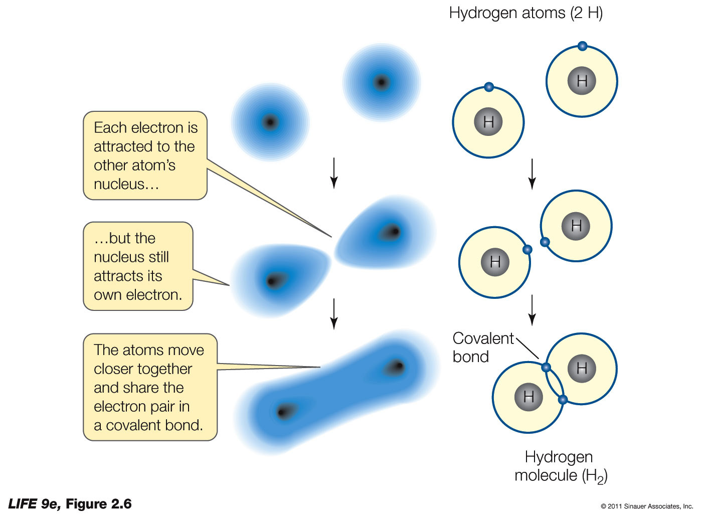 Electrons Are Shared in Covalent Bonds